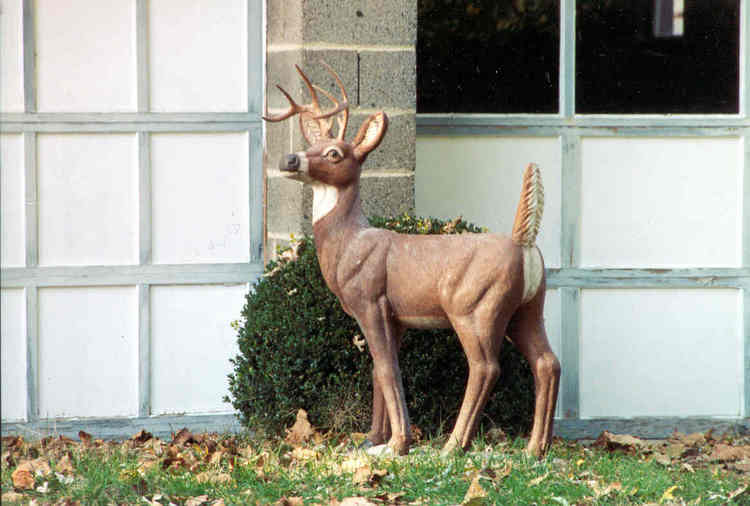 Large Standing Deer