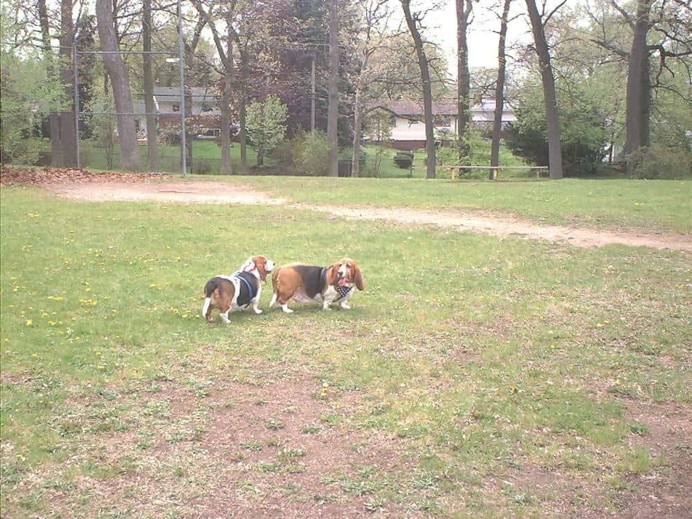 The Brothers Basset at off-lead picnic.