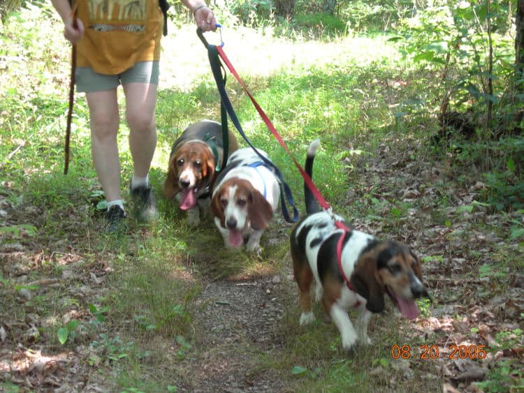 Hiking Bassets